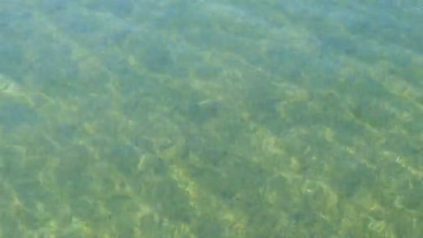 Fondo trasparente con un sacco di alghe verdi sul lago Tegernsee, Baviera. Lago di montagna con acqua limpida in cui i raggi del sole si rompono — Video Stock