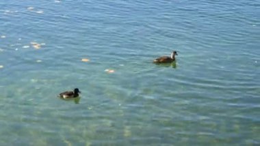 Komik siyah ördekler Dağ Gölü Tegernsee, Bavyera 'da berrak sularda yüzerler