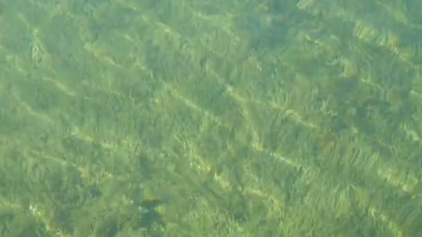 Klarer Boden mit vielen Grünalgen am Tegernsee in Bayern. Bergsee mit klarem Wasser, in dem die Sonnenstrahlen brechen — Stockvideo