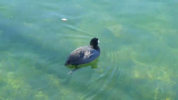 Divertidos patos negros lindos nadan a través del agua clara en el lago de montaña Tegernsee, Baviera — Vídeo de stock