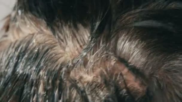一个中年妇女用特殊的刷子给自己染发的白发的杂草丛生的灰色根。黑头发和一个女人的白色根头在白色背景。美发护理在沙龙特写视图. — 图库视频影像