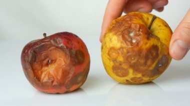 Kadın eli olgun elmayı alır ve olgun sulu ve taze renklendirir. Beyaz arka planda çürük elmalar.