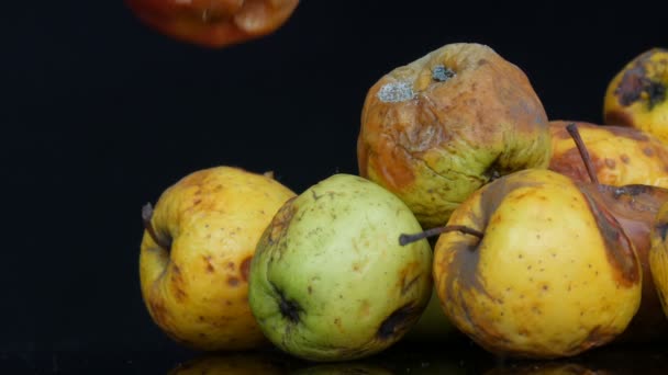 썩은 여러 가지 색깔의 썩은 사과가 검은 색 배경에서 익었다. — 비디오