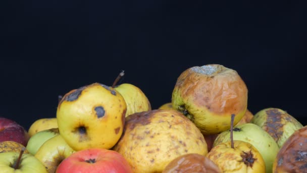 Mehrfarbige faule verdorbene reife Äpfel auf schwarzem Hintergrund. — Stockvideo