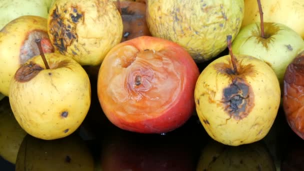 Manzanas maduras podridas multicolores sobre fondo negro . — Vídeo de stock