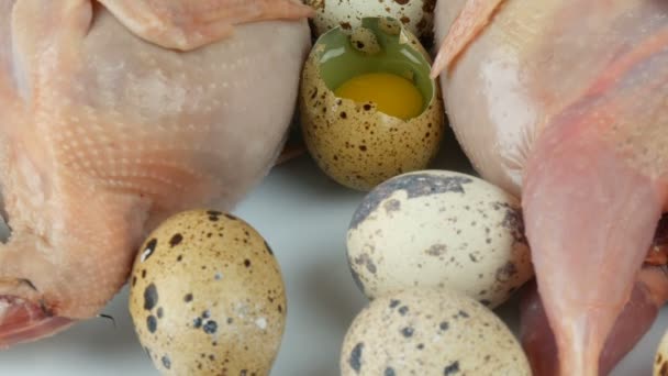 Свежее мясо перепела в пластиковом коричневом подносе рядом с перепелиными яйцами на белом фоне — стоковое видео