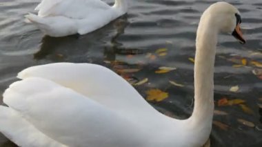Nymphenburg Sarayı, Münih, Bavyera, Almanya 'nın önündeki gölette güzel, lüks beyaz kuğular.