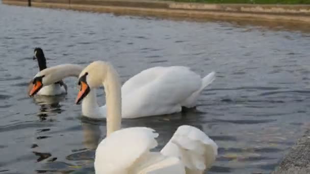 Beautiful luxurious white swans on pond in front of the Nymphenburg Palace, Munich, Bavaria, Germany — Stock Video