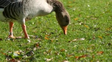 Komik kaz gagalar ya da çimlerde ot yer.