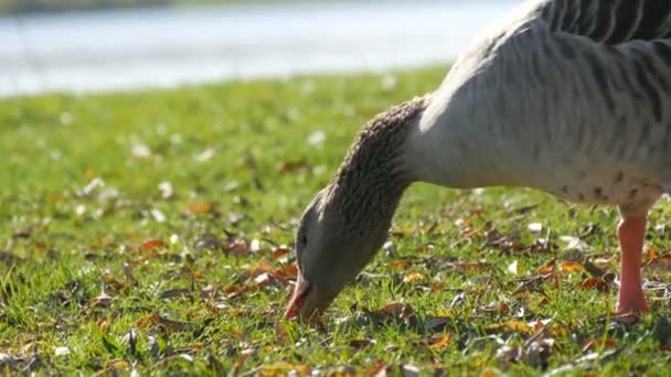 Roliga grå gäss äter gräs på gården tidigt på hösten. Fallna blad på grönt gräs — Stockvideo