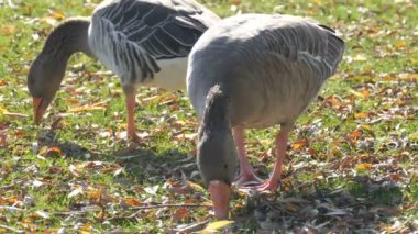 Komik gri kazlar sonbaharın başlarında bahçede ot yerler. Yeşil çimlerin üzerinde düşen yapraklar