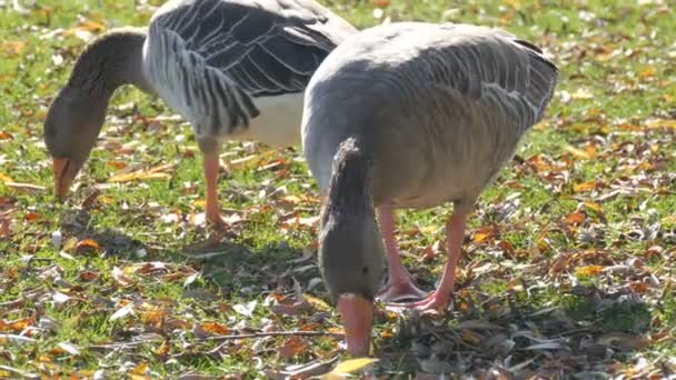 Divertidos gansos grises comen hierba en el patio a principios de otoño. Hojas caídas sobre hierba verde — Vídeos de Stock