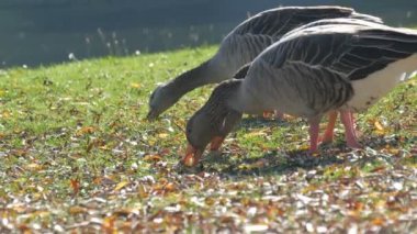 Komik gri kazlar sonbaharın başlarında bahçede ot yerler. Yeşil çimlerin üzerinde düşen yapraklar