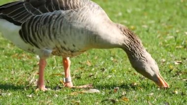 Komik kaz gagalar ya da çimlerde ot yer.
