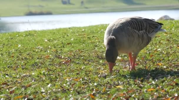 Jonge grappige grijs-witte gans eten gras in de tuin in het begin van de herfst — Stockvideo