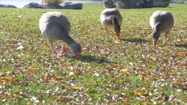 Divertidos gansos grises comen hierba en el patio a principios de otoño. Hojas caídas sobre hierba verde — Vídeos de Stock