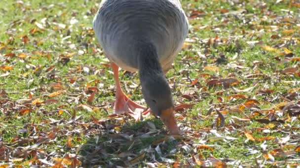 Divertidos gansos grises comen hierba en el patio a principios de otoño. Hojas caídas sobre hierba verde — Vídeos de Stock