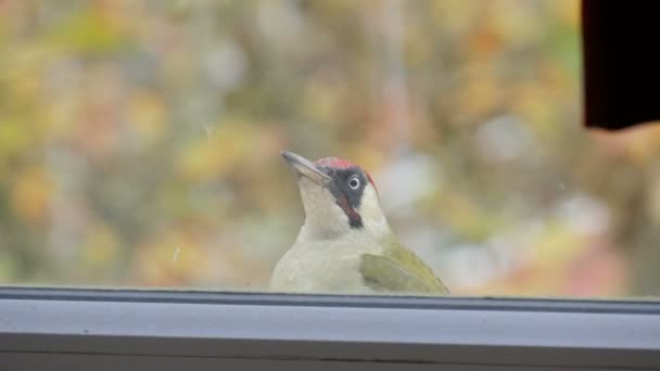 European green woodpecker or Picus viridis flew by the window of apartment building and funny jumps on windowsill — Stock Video