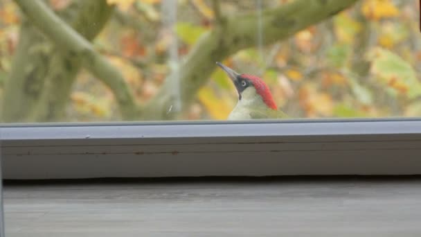 Pájaro carpintero verde europeo o Picus viridis voló por la ventana del edificio de apartamentos y saltos divertidos en el alféizar de la ventana — Vídeo de stock