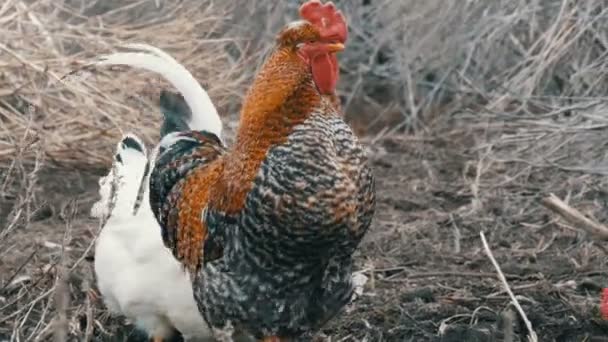 Черно-белая ферма кур и красивые большие рыжие черные петухи пасутся в сухой траве поздней осенью или ранней весной . — стоковое видео