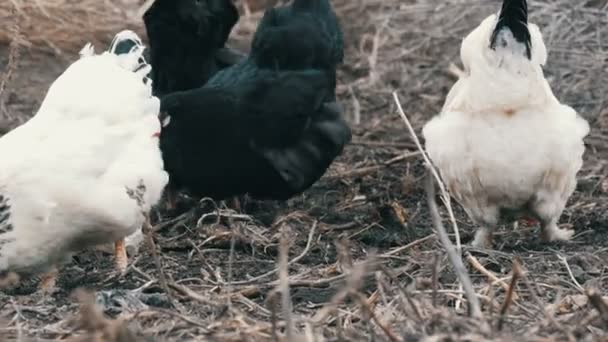 Pollos de granja blancos y negros pastan en la hierba seca a finales de otoño o principios de primavera . — Vídeo de stock