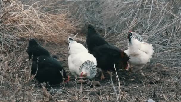 I polli da fattoria in bianco e nero pascolano nell'erba secca a fine autunno o all'inizio della primavera . — Video Stock