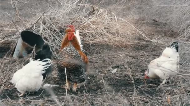 Černá a bílá farma kuřata a krásné velké zrzky černošky péro pasou v suché trávě na konci podzimu nebo na začátku jara. — Stock video