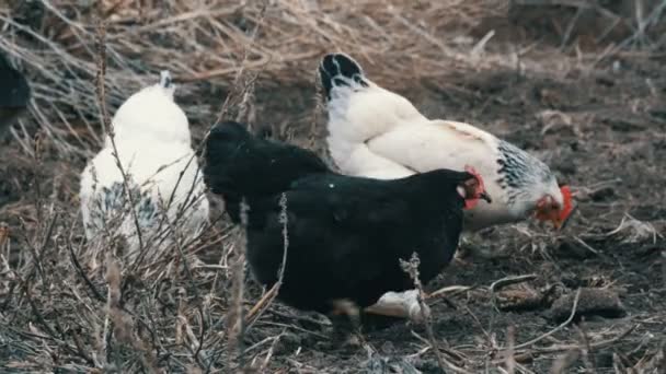 Svartvita gårdskycklingar betar i torrt gräs sent på hösten eller tidigt på våren. — Stockvideo