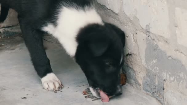 Jong mooi zwart hongerig puppy eten bot op de straat — Stockvideo