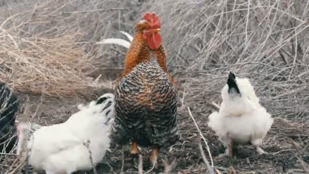 Black and white farm chickens and beautiful big redhead black cock graze in the dry grass in late autumn or early spring. — Stock Video