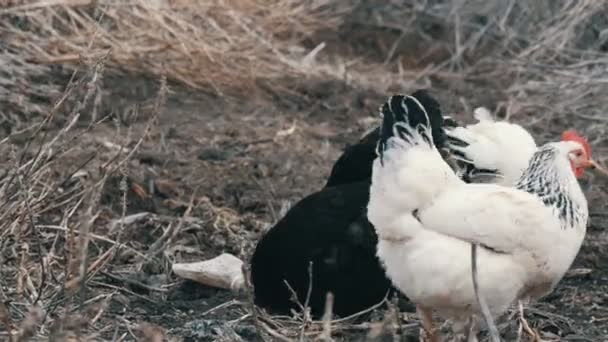 Fekete-fehér tanyasi csirkék legelnek a száraz fűben késő ősszel vagy kora tavasszal. — Stock videók