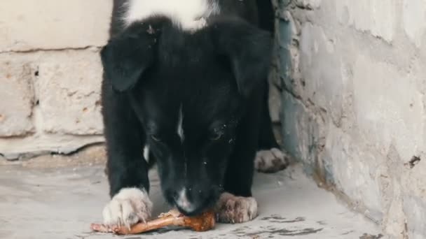 Young beautiful black hungry puppy eating bone on the street — Stock Video