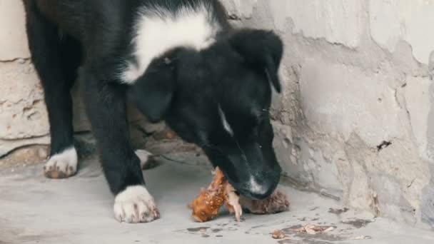 Молодой красивый черный голодный щенок ест кости на улице — стоковое видео