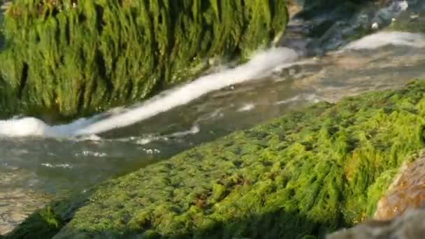 Algas verdes adheridas a las piedras. Olas de mar con espuma lavan viejas rocas — Vídeo de stock