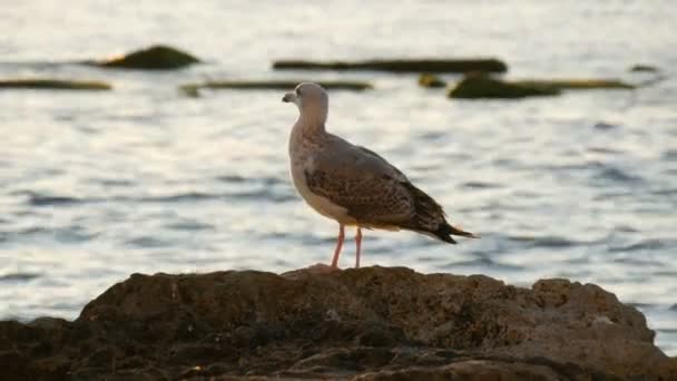 Een grote zeemeeuw staat op steen bij de zee — Stockvideo