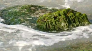 Denizdeki eski taşların üzerinde büyüyen yeşil yosunlar. Deniz suyu ve taşlarla yıkanan dalgalar.