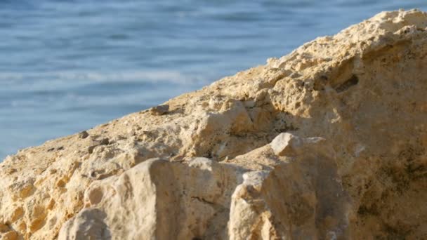 Sonniger Tag am Meer. Große Wellen spülen die felsige Küste des Schwarzen Meeres, Bulgarien — Stockvideo