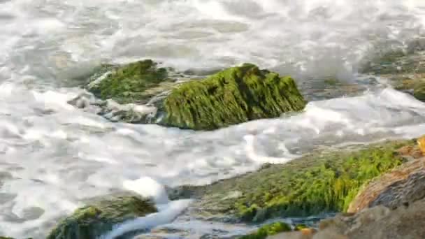 Green algae overgrown on old stone in the sea. Sea water and waves washed by stones — Stock Video