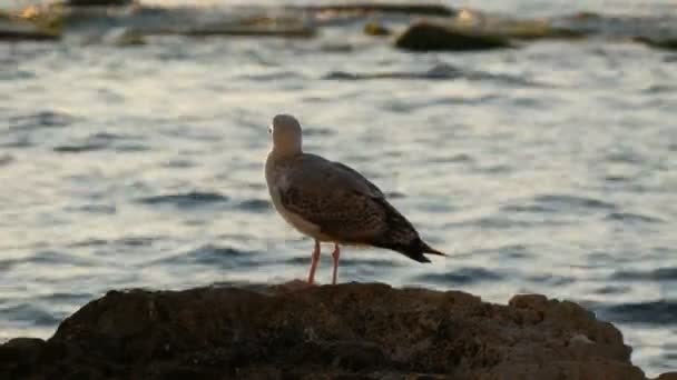 Eine große Möwe steht auf Stein am Meer — Stockvideo