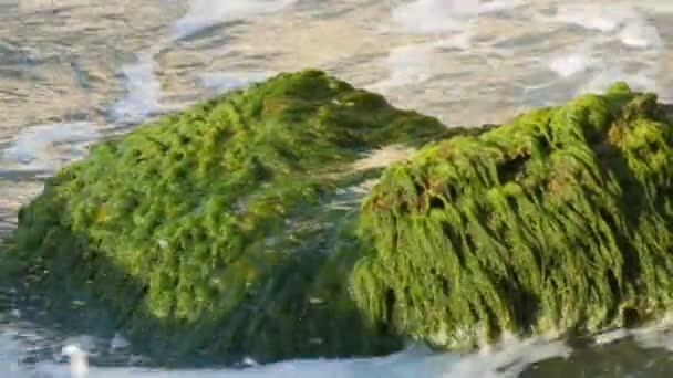 Algas verdes cubiertas de piedra vieja en el mar. Agua de mar y olas bañadas por piedras — Vídeos de Stock