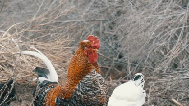 Černá a bílá farma kuřata a krásné velké zrzky černošky péro pasou v suché trávě na konci podzimu nebo na začátku jara. — Stock video