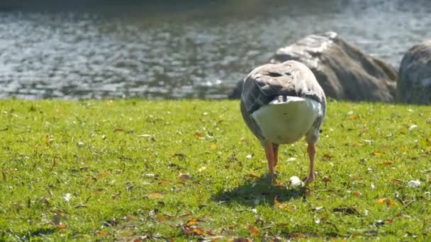 Roliga gåshackar eller äter gräs på gräsmattan — Stockvideo