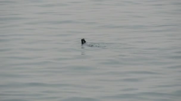 Um pato preto pegou peixe e segura-o em seu bico. Mergulhos e capturas de aves — Vídeo de Stock