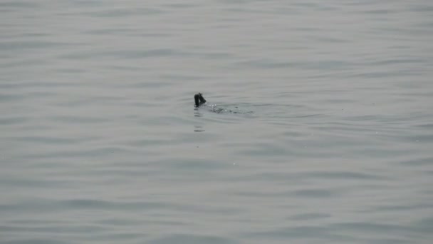 黒いアヒルが魚を捕まえ、くちばしにそれを保持します。鳥が飛び跳ねて魚を捕まえる — ストック動画