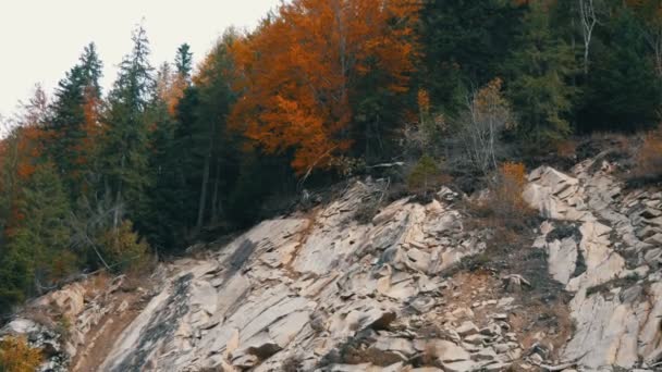 Ορεινό έδαφος με λευκά βράχια στα οποία φυτρώνουν φθινοπωρινά δέντρα με διάφορα φυλλώματα. Καρπάθια βουνά στην Ουκρανία — Αρχείο Βίντεο