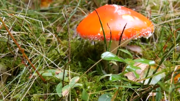 Красная муха агарика в зеленой траве в лесу. Осенний сбор грибов в Карпатах — стоковое видео
