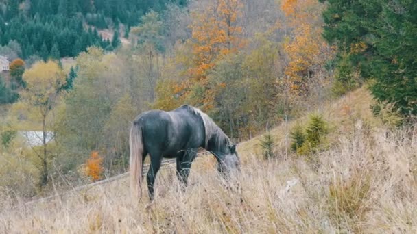 En vacker grå häst betar på en bergssluttning i Karpaterna — Stockvideo