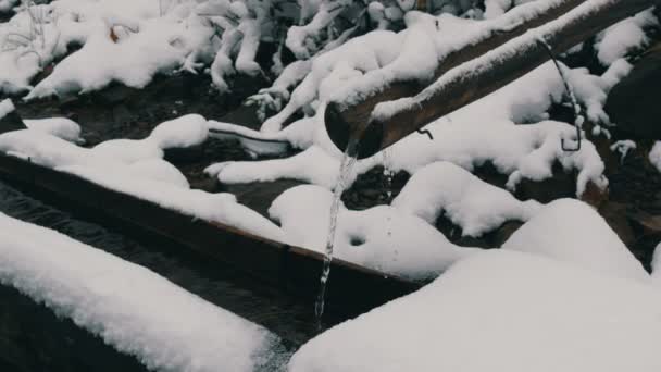 Neve pesante pulito, flusso di acqua di montagna trasparente che scorre giù grondaia di legno in abbeveratoio speciale — Video Stock