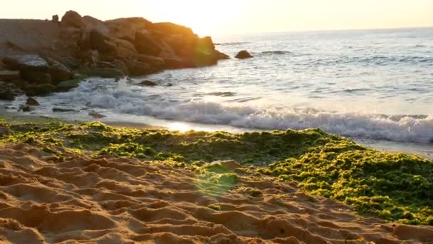 Pittoresco lungomare con alghe verdi e onde con la schiuma, enormi rocce e massi sulla riva — Video Stock