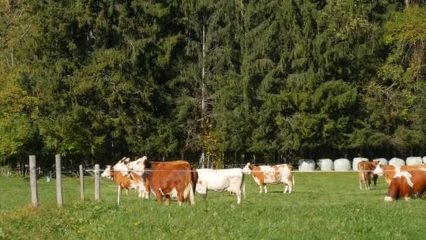 Eine Herde rot-weißer Kühe, die mit Glocke am Hals auf einer Weide in den bayerischen Alpen grast — Stockvideo